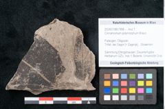 Foto (Objekt + Etikett) von Cinnamomum polymorphum Braun (NHMW-GEO-2024-0188-7998)
